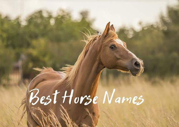 FEATURED-business-insiders-10-best-horse-names-of-all-time---what