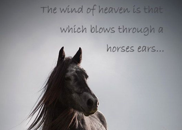FEATURED-famous-quotes-about-horses